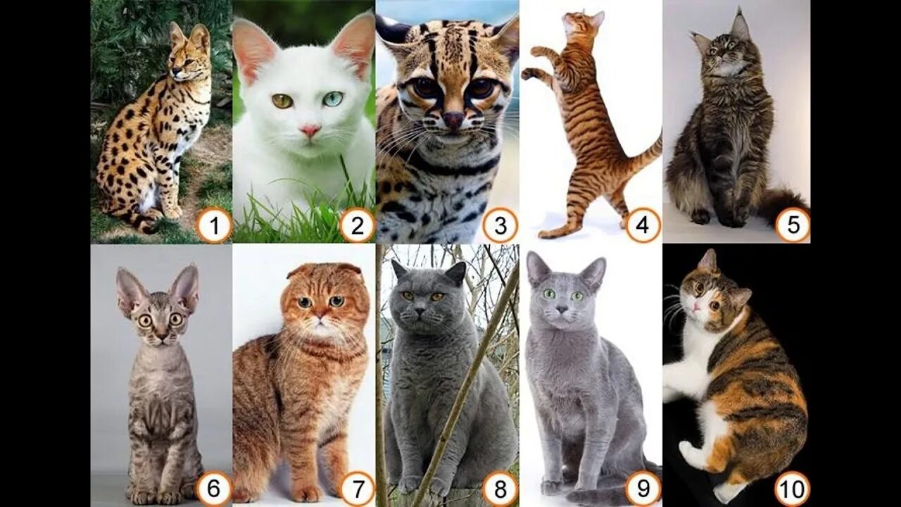 Разные кошки. Породы кошек с фотографиями. Породы котов с названиями. Разнообразие пород кошек.