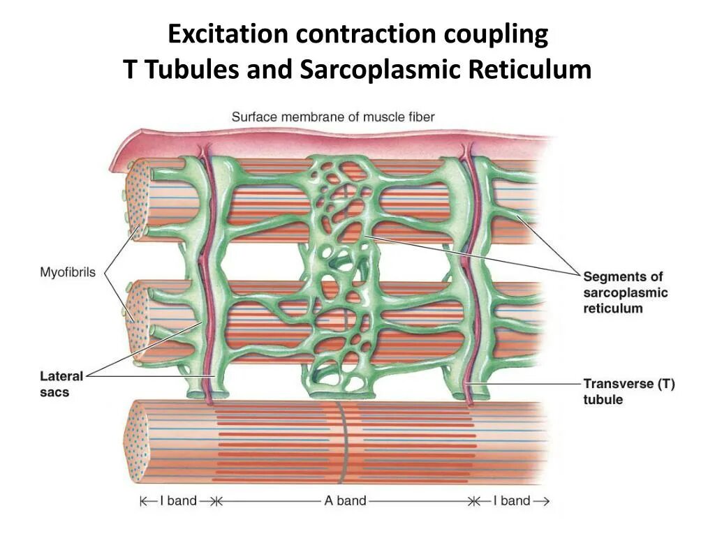 Строение трубочек. Саркоплазматический ретикулум и т трубочки. Саркоплазматический ретикулум мышечного волокна. Т-трубочки скелетного мышечного волокна. Каналы т системы мышечного волокна.