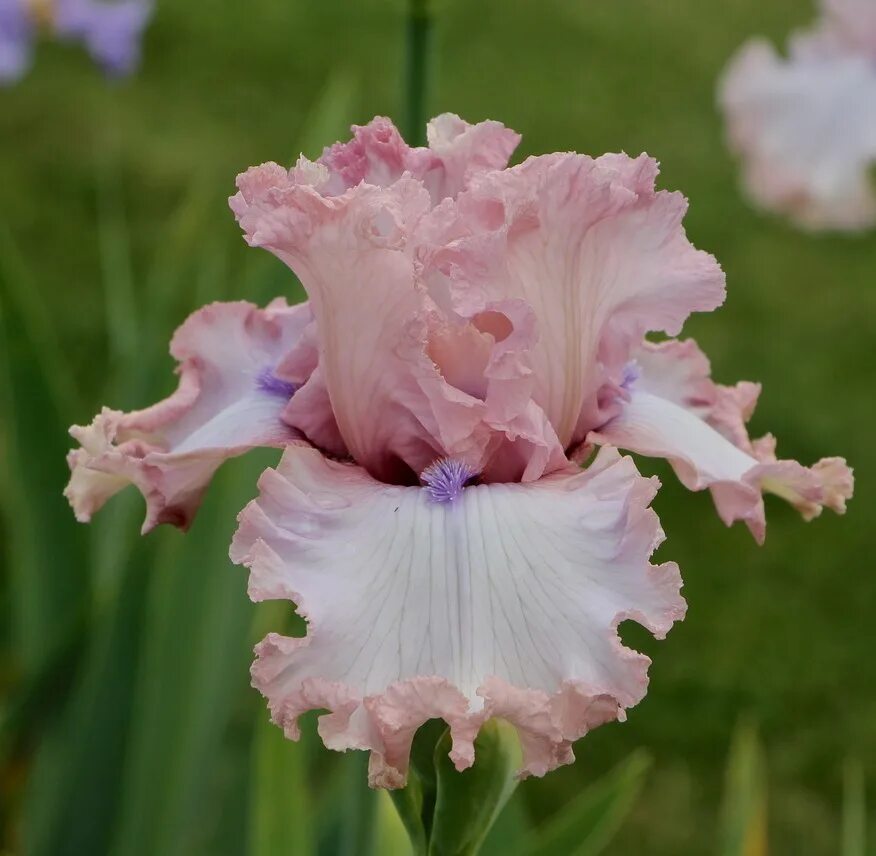 очки доната ирис. очки с кольцом бренд. Moscot lemtosh оправа. ирис billowing robes. ирис alpenview.