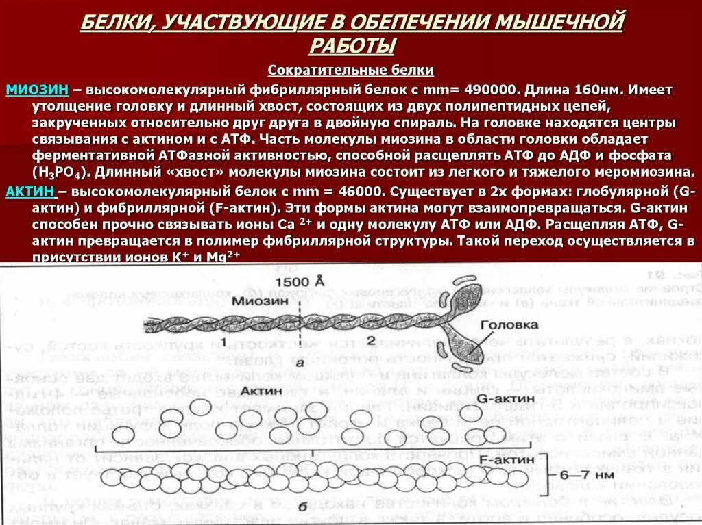 Актин ткань. Белки актин и миозин. Сократительные белки мышц. Сократительные белки актин и миозин. Строение сократительных и регуляторных белков.