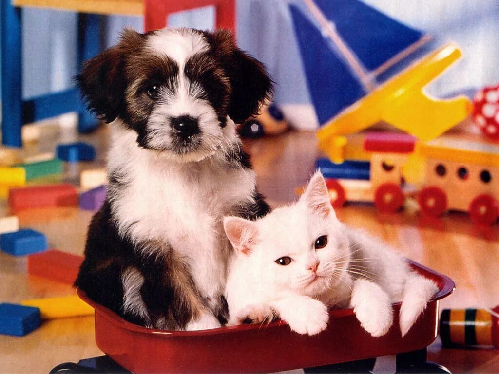 Показать кошки собачки. Щенок и котенок. Милые котята и щенки. Маленькие собачки и кошечки. Маленьких щенят и котят.
