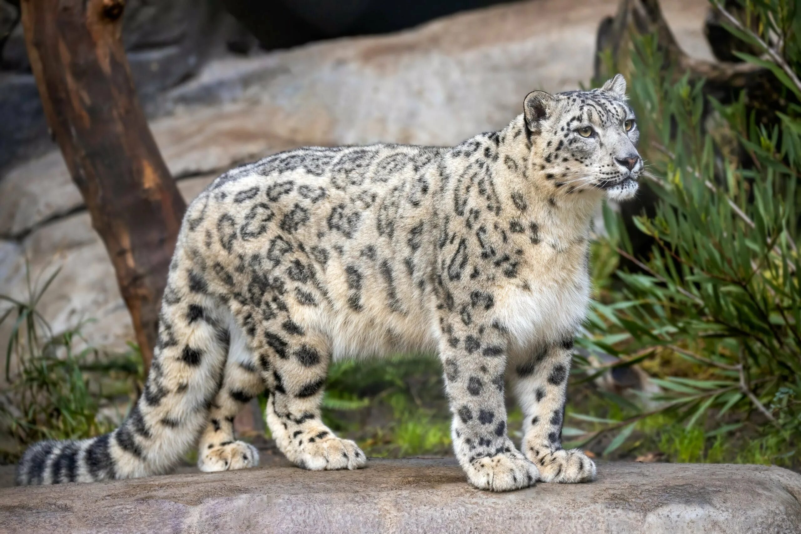 Сколько живут снежные барсы. Снежный Барс Ирбис. - Снежный Барс (Panthera uncia. Ирбис и леопард. Ирбис (снежный Барс) uncia uncia.