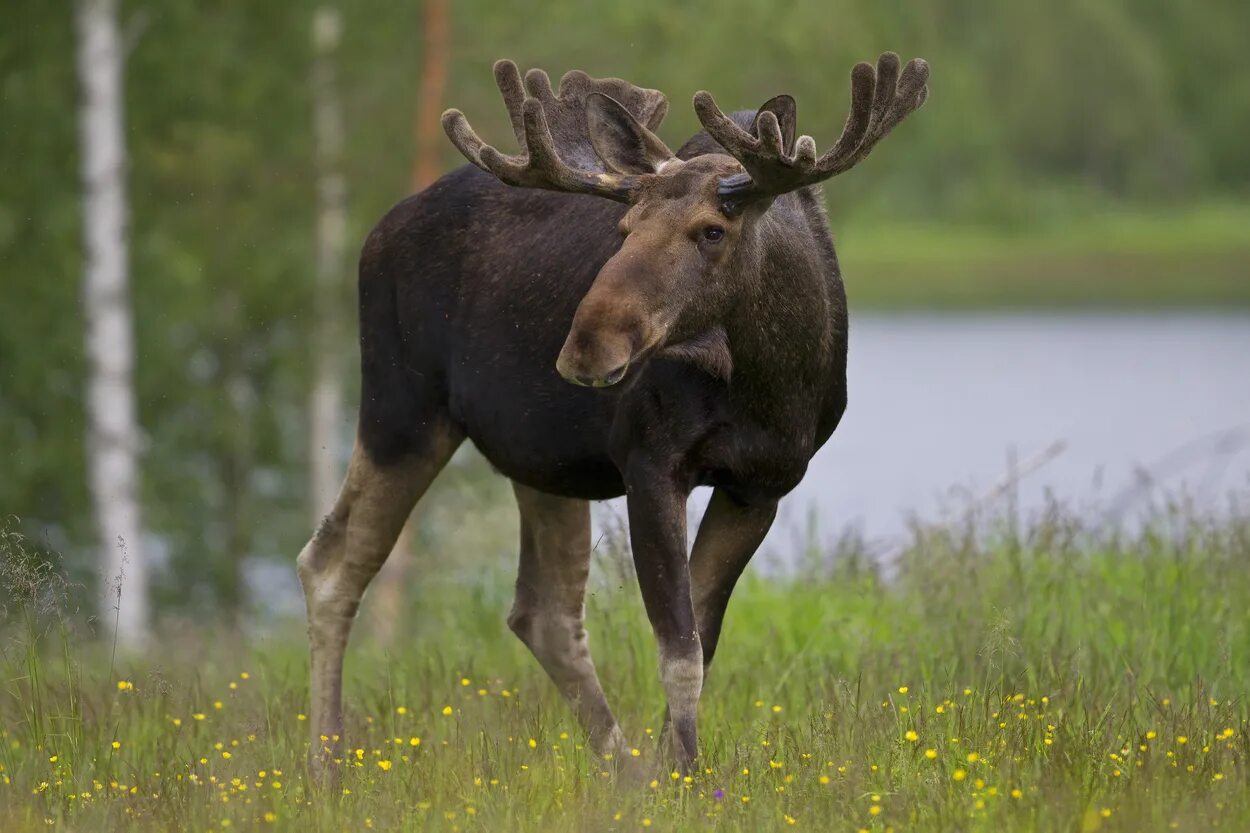 Картинка лось. Европейский Лось alces alces. Аляскинский Лось. Североамериканский Лось. Лось — alces alces l..