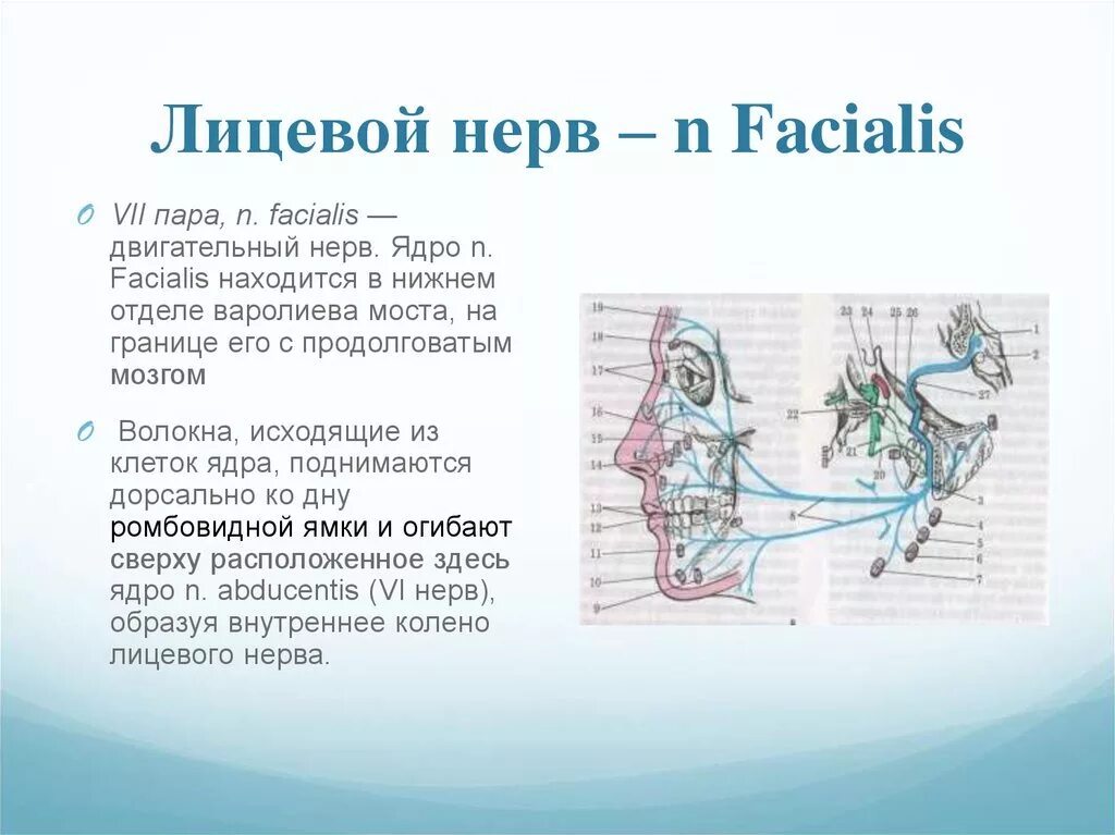 VII пара - лицевой нерв n. Facialis. Лицевой нерв анатомия ядра. Ядро VII пары (лицевой нерв). Иннервация ядра лицевого нерва.