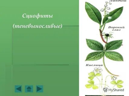 Сциофиты примеры
