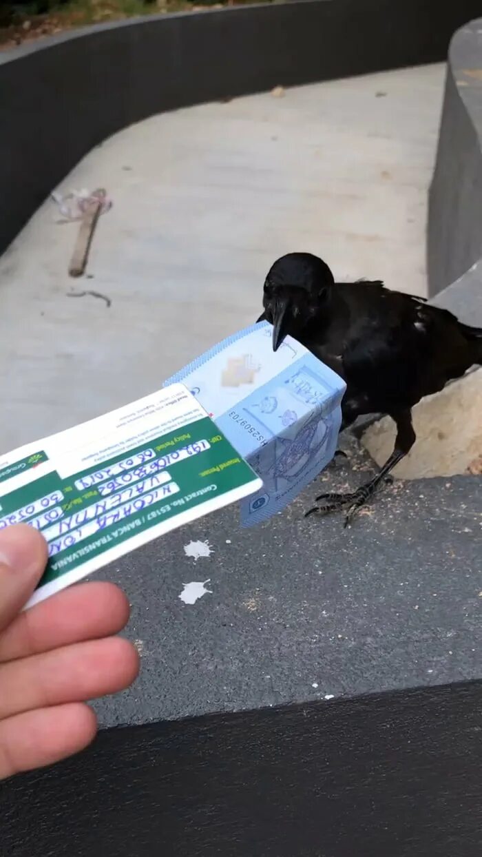 Ворон с деньгами. Забавные вороны. Прикольная ворона. Ворон панк. Crows деньги.