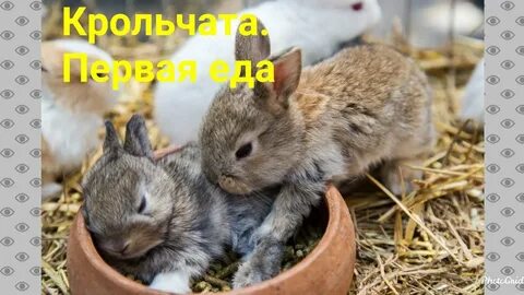 Крольчиха фото