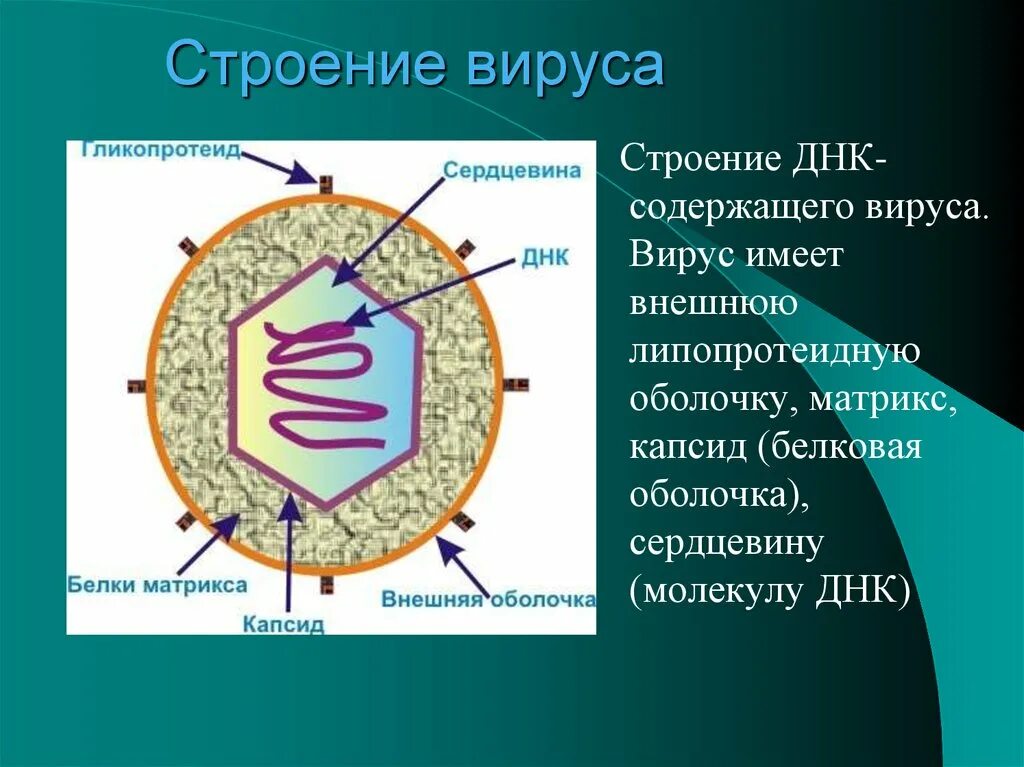 3 строение вируса. Структура вируса схема. Строение вируса биология 10. Схема строения клетки вируса. Схема строения вируса биология 9 класс.