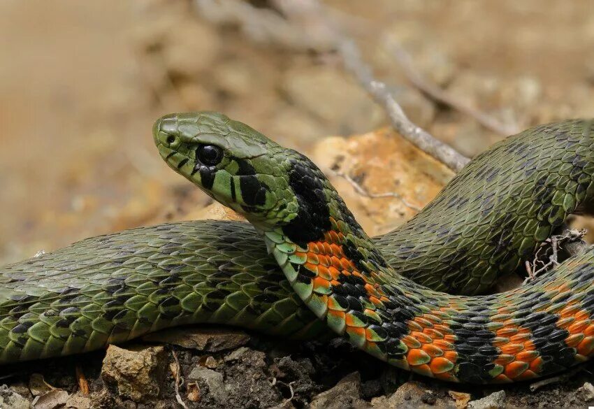 Тигровый уж Rhabdophis tigrinus. Змея тигровый полоз. Тигровый полоз ядовитый. Тигровый полоз Дальний Восток.