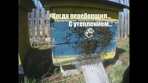 Пасека с бородой