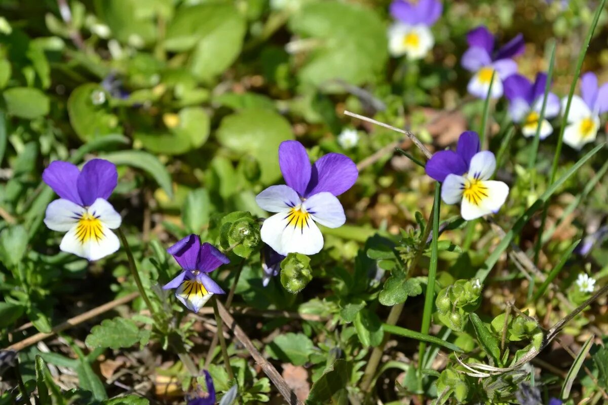 Фиалка лесная виола. Фиалка анютины глазки. Viola tricolor l. Фиалка трёхцветная анютины глазки. Цветки фиалки трехцветной.
