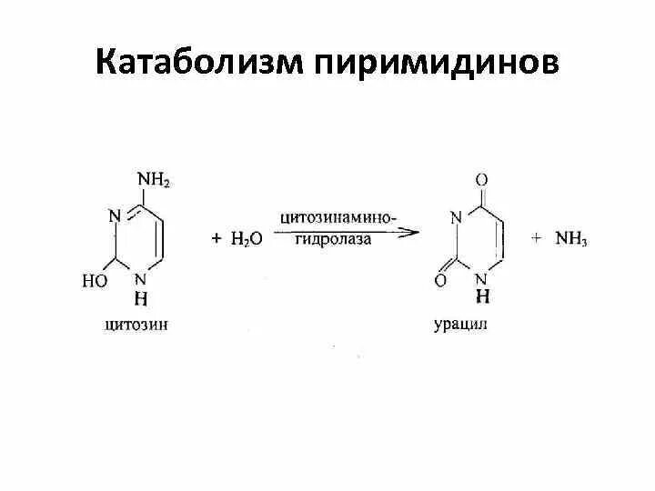 Распад пиримидиновых. Катаболизм пиримидинов биохимия. Распад пиримидиновых оснований. Схема катаболизма пиримидиновых оснований. Синтез пиримидиновых основанийатаболизм.