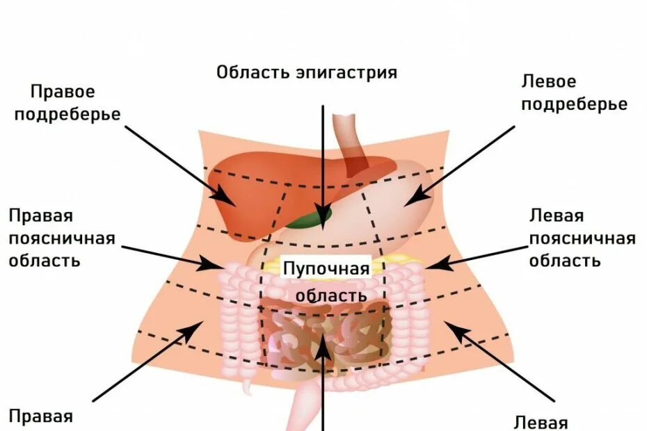 Почему низ живота твердый. Эпигастральная область желудка. Область пупка. Строение низа живота у женщин. Анатомия женщины низ живота.