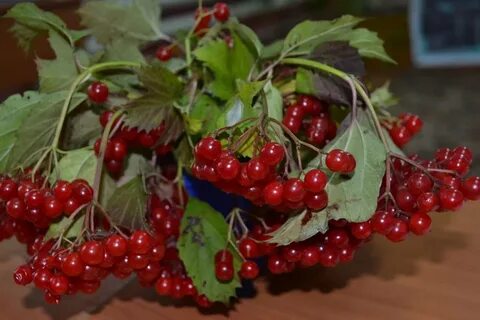 Калина красная отдых