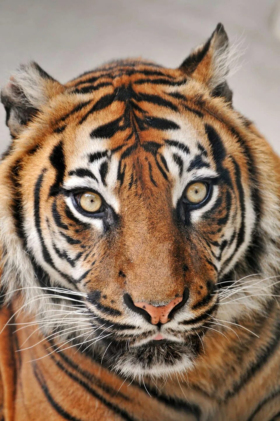 Тайгер бенгальский. Тигр. Окраска тигра. Тигр цвет.
