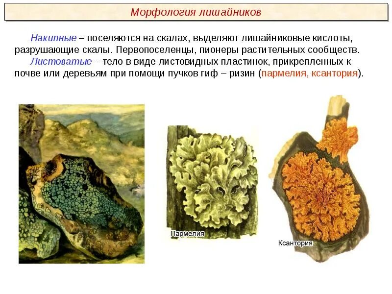 Накипные лишайники. Лишайники накипные листоватые. Строение накипных лишайников. Накипной лишайник 5 класс биология.