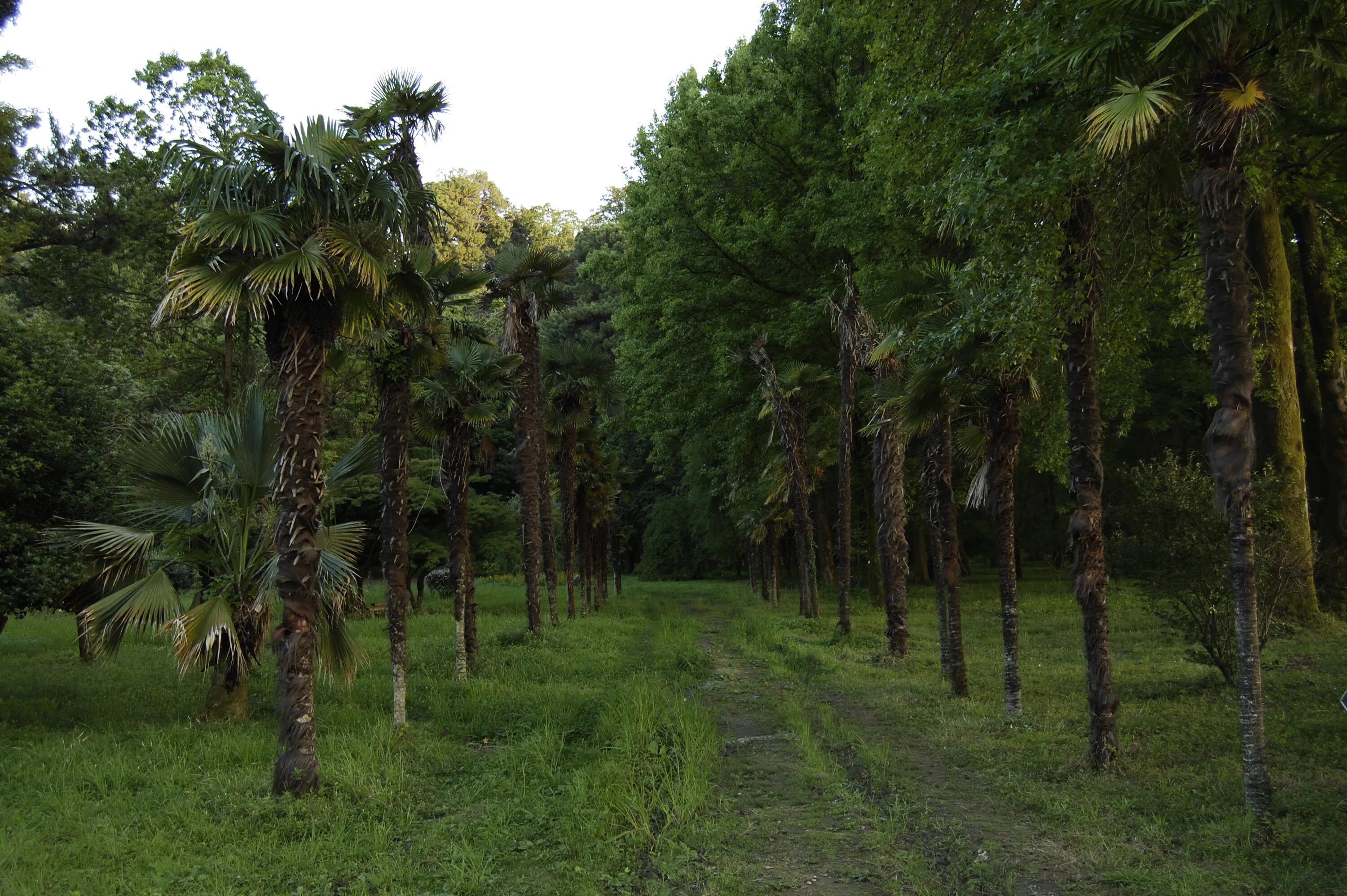 Gardens батуми. Ботанический сад батуми. дендрарий батуми. ботанический парк батуми. дендропарк батуми грузия.