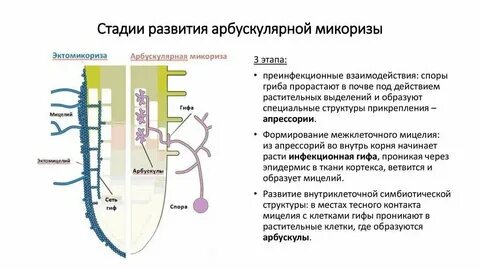 Ген развития