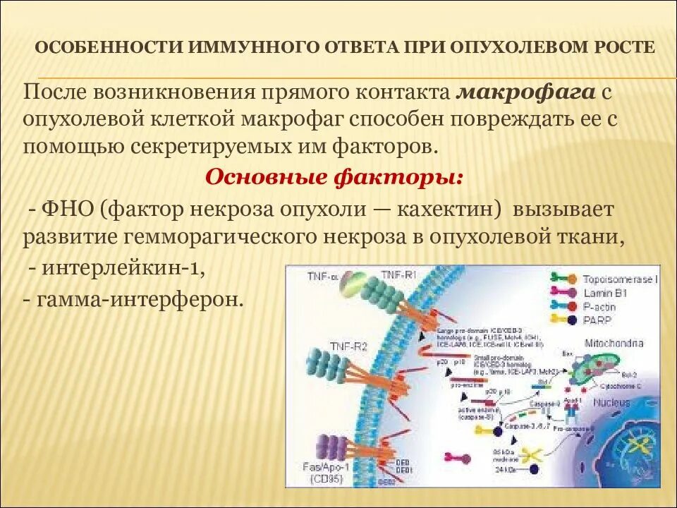 Противопаразитарный иммунный ответ. Схема противогрибкового иммунного ответа. Особенности противогрибкового иммунитета. Особенности противогрибкового иммунного ответа. Особенности иммунного ответа