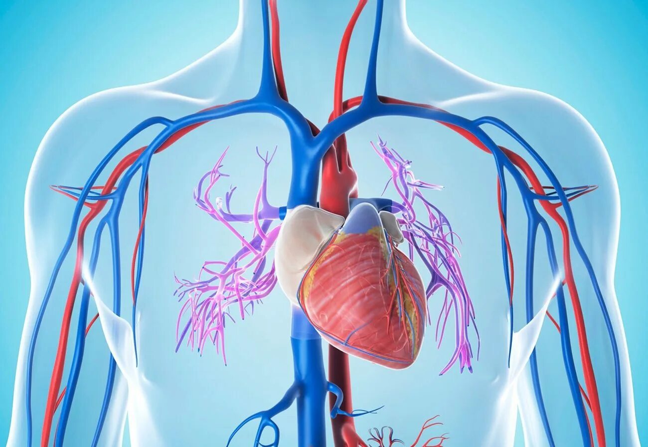 Болезни сосудов человека. Сердечно сосудистая система. Сосуды сердца.