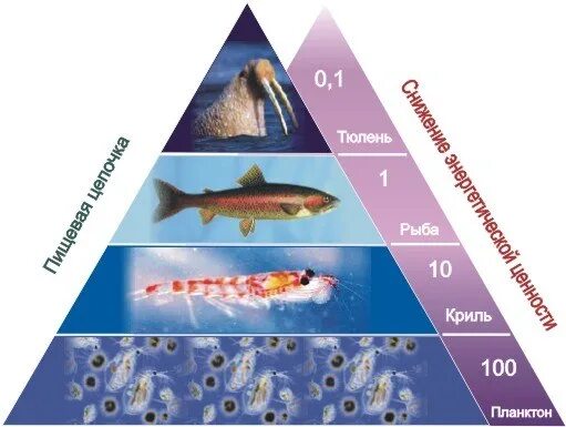 Цепь питания планктона. Пищевая цепь Антарктики. Цепь питания в Антарктиде. Пищевая цепь Антарктиды. Цепь питания в океане.