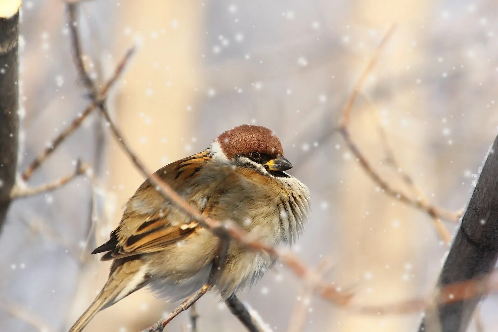 Cold bird. Воробей зима. Воробей на ветке. Воробей на снегу. Птицы в Мороз.