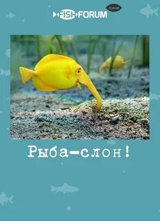 Рыбы следующая неделя