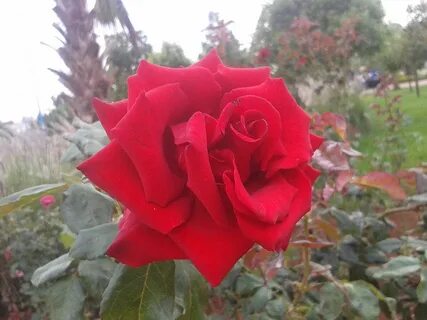 Rose 2014