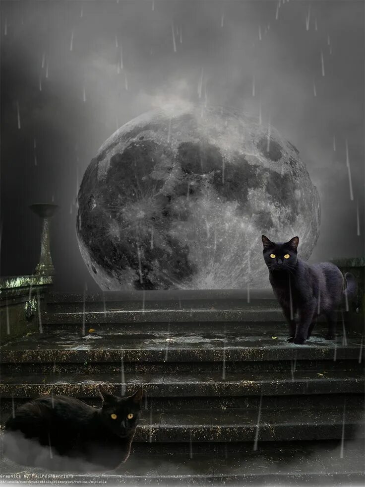 Кошка ночью. Фантастические коты. Зловещий кот. Мрачный кот. Песня кошка ночь