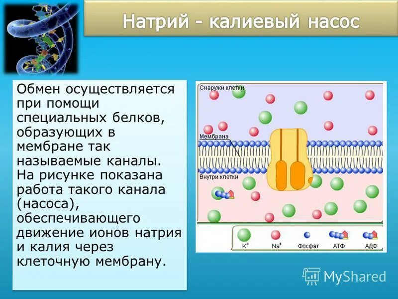 Клеточный центр эндоплазматическая сеть. Плазматическая мембрана структура и функции. Строение цитоплазмы клетки. Строение клетки гладкая эндоплазматическая сеть. Система мембран и каналов пронизывающих цитоплазму клеток эукариот.