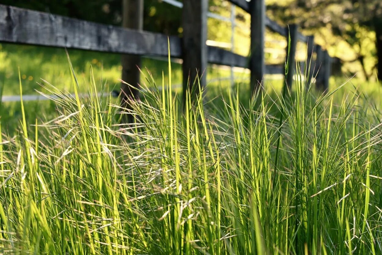 Высокая трава. Трава у забора. Забор с травкой. Высокая трава виды.