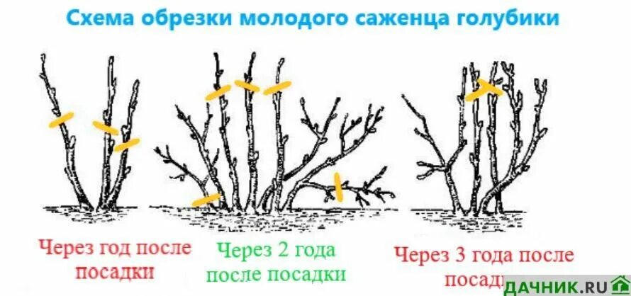 Как сохранить голубику до посадки. Обрезка голубики весной схема. Обрезка голубики садовой схема. Схема обрезки голубики осенью. Схема посадки голубики садовой.