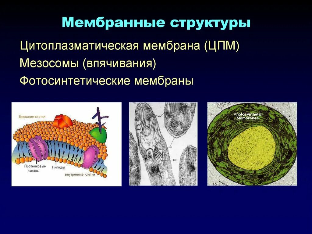 Цитоплазматическая мембрана мезосомы