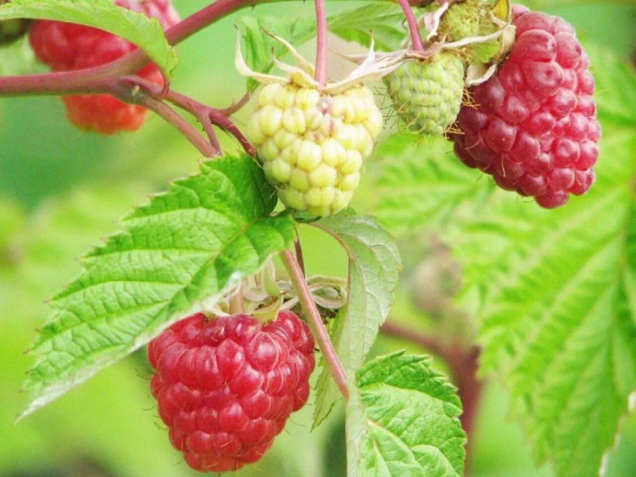 малина ремонтантная полана. как растет малина фото. Rubus strigosus. малина сказка малиновое дерево. малина сорт машенька.