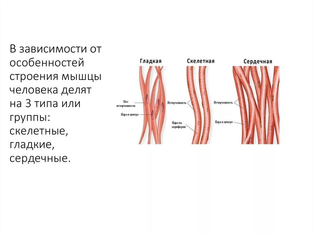 Строение гладких мышц анатомия. Скелетная гладкая и сердечная мышцы. В зависимости от особенностей строения мышцы человека делят на 3 типа.. Скелетные мышцы гладкие мышцы сердечная мышца.