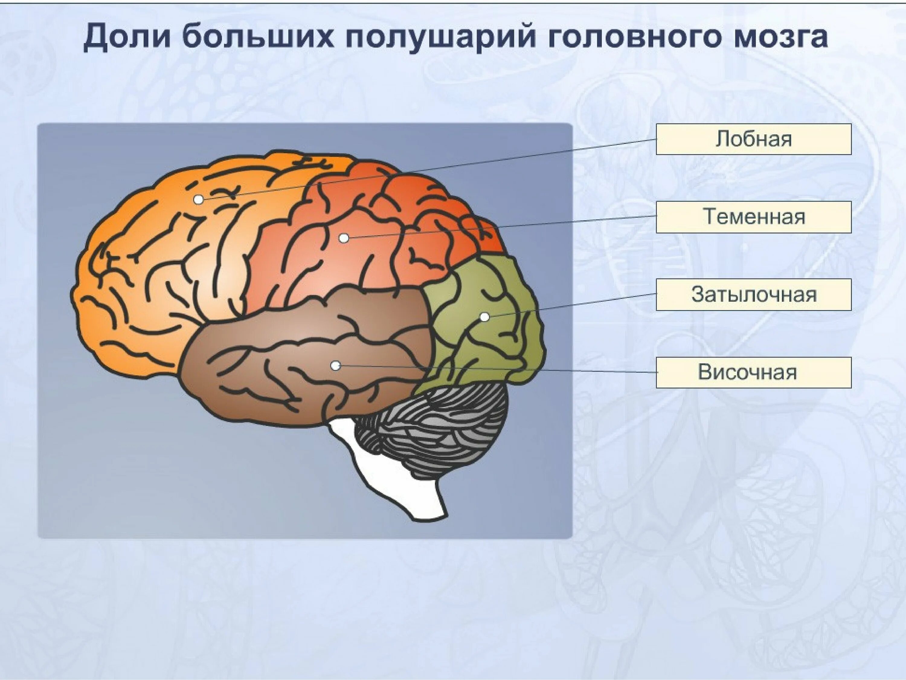 Области доли мозга