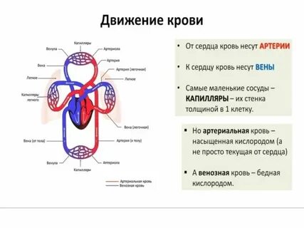 Что течет по легочным артериям