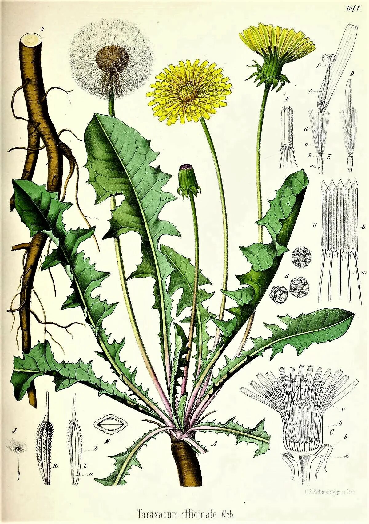 Одуванчик лекарственный форма. Одуванчик лекарственный – Taraxacum officinale. Ботанический атлас одуванчик. Корни одуванчика лекарственного - Radices Taraxaci officinalis. Одуванчика лекарственного корни ГФ.