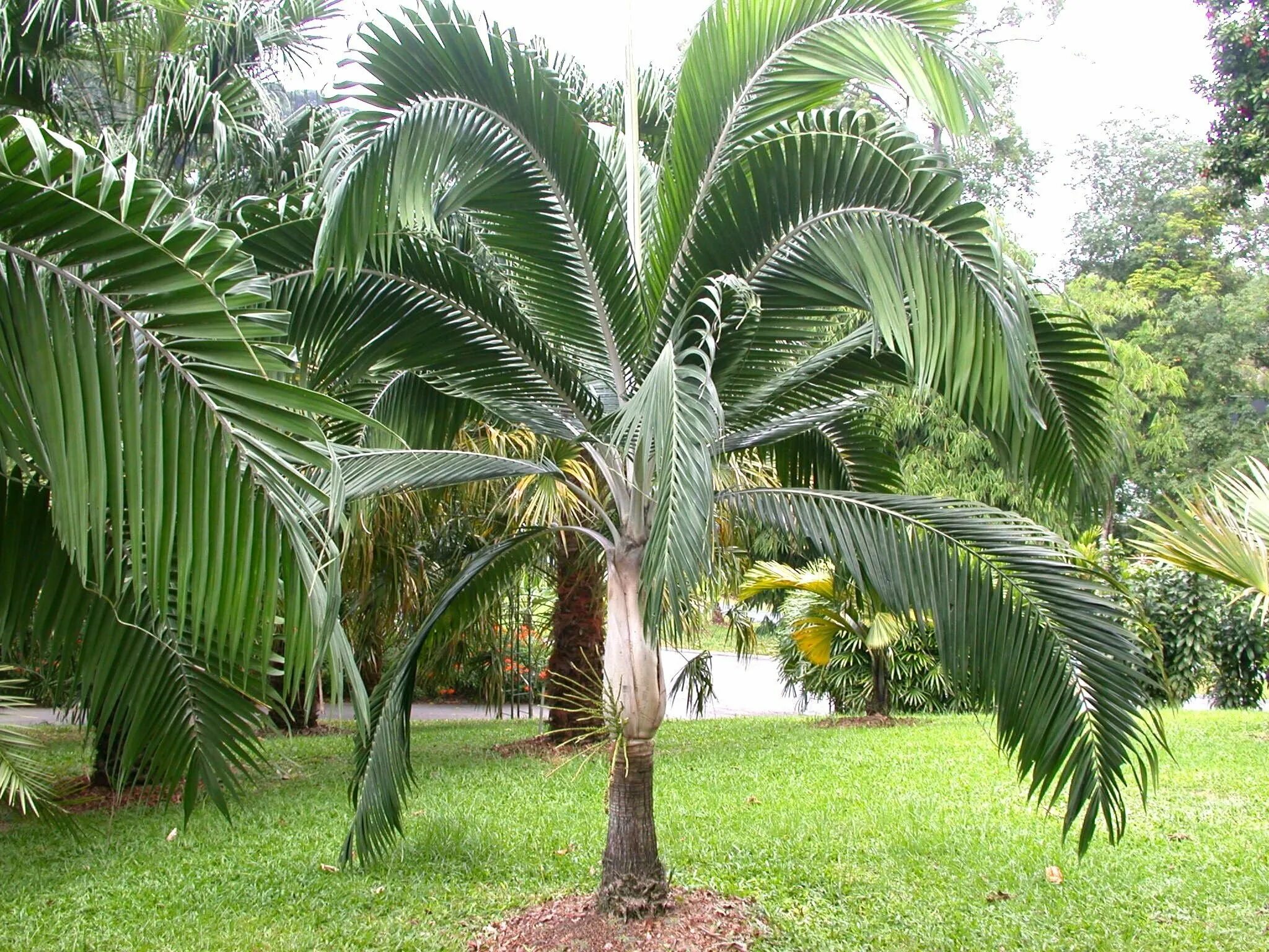 Веерная финиковая Пальма. Пальма Птихосперма. Пальмы ареки Livistona. Сингапур пальмы.