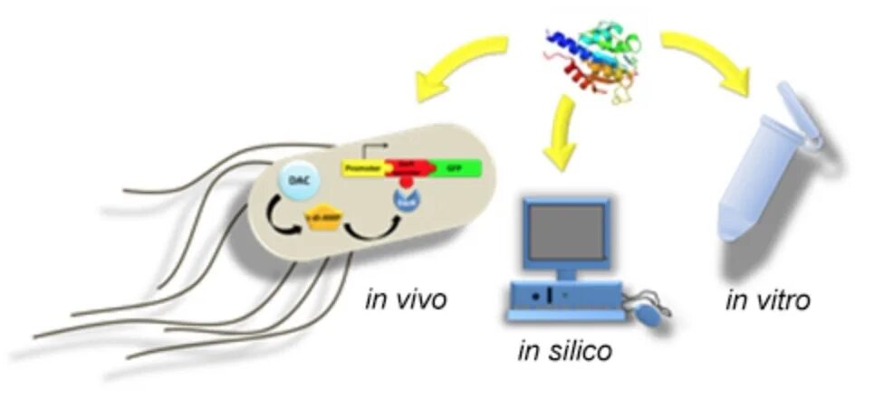 Исследования in vivo, in vitro и in silico:. Метод in vivo in vitro. Методы in vivo. Метод in silico.