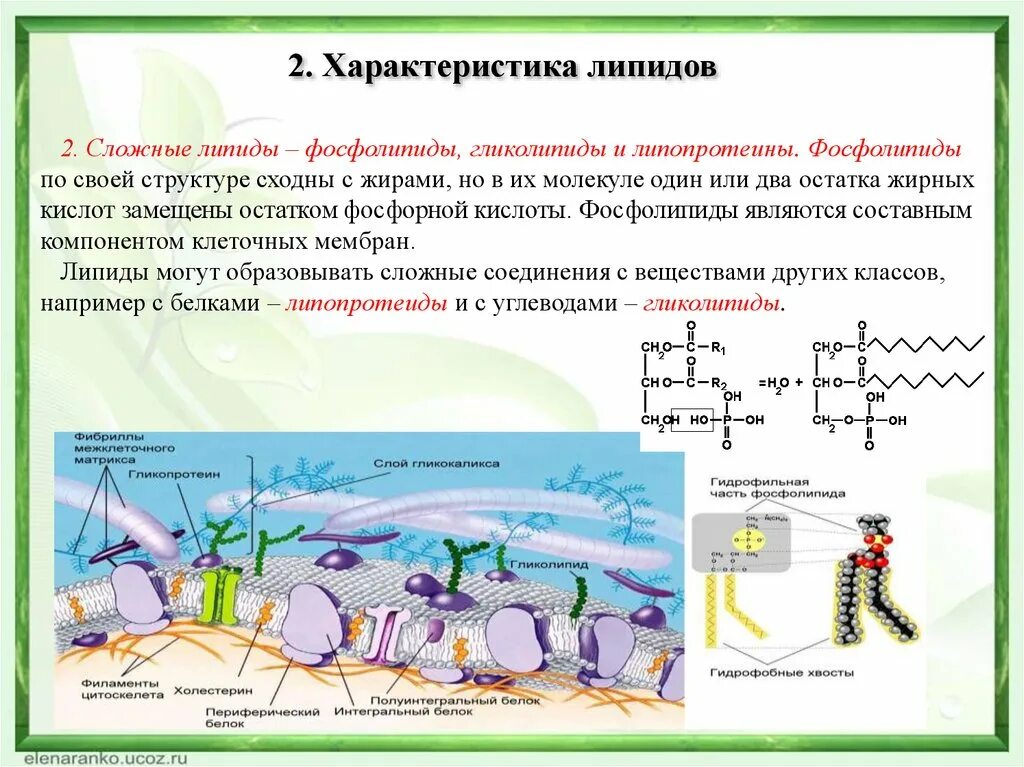 Защитный липид. Характеристика защитной функции липидов. Функции фосфолипидов биология 10 класс. Регуляторные функции липидов. Функции липидов фосфолипиды.