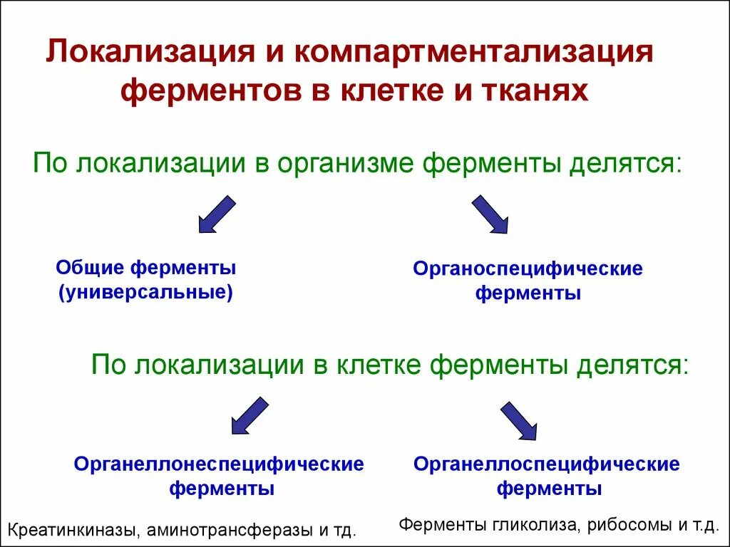 Оба фермента. Ферменты по локализации. Локализация ферментов в организме.