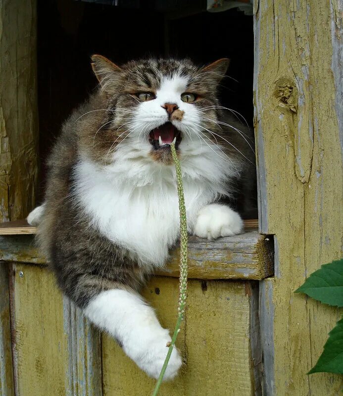 Смешные животные на даче. Котяра. Смешной кот на даче. Котики едут на дачу. Что делать спой