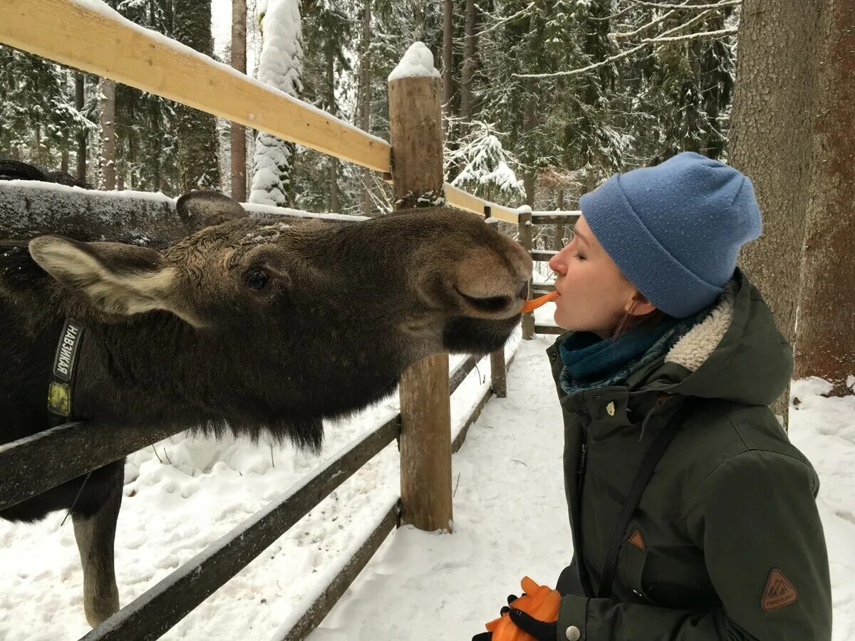 Сумароковская лосиная. Сумароковская лосеферма. Лосеферма Сумароково Кострома. Сумароковская лосиная ферма Кострома. Сумароков Кая лосеферма.