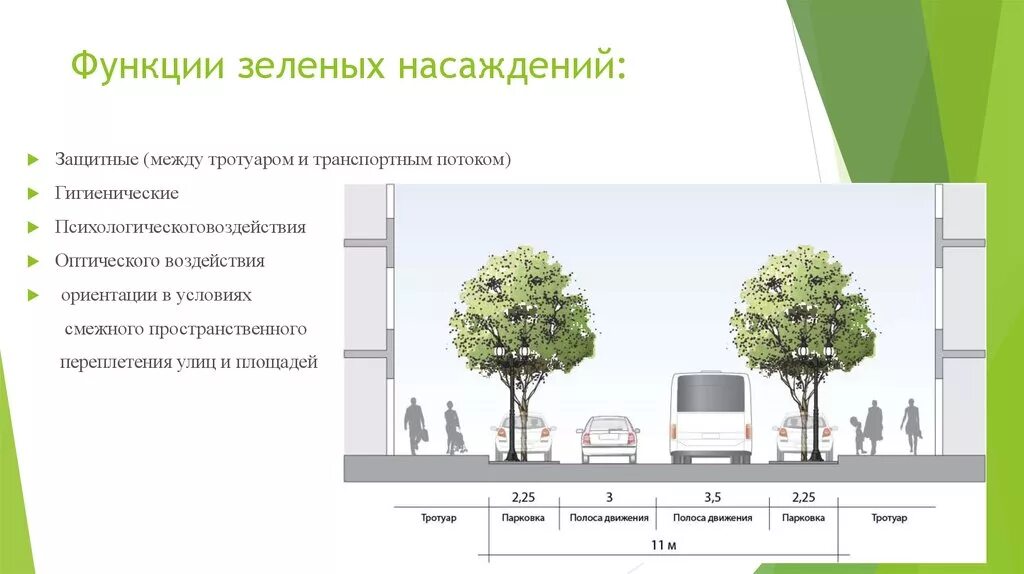 Функции зеленых насаждений. Функции зеленых насаждений в городе. Функции озеленения. Схема озеленения улицы. Роль зеленых насаждений в городе