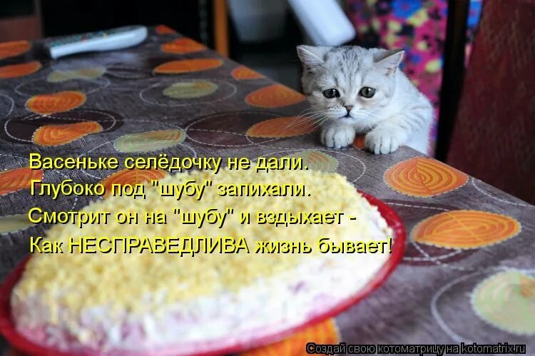 кот и селедка под шубой смешные картинки. никак не доеду.