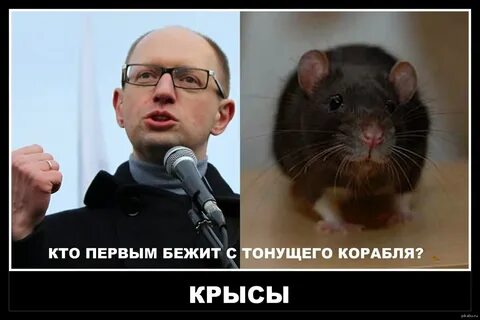 Почему человек крыса