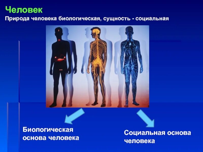 Что составляет основу человека. Биологическая основа человека. Биологическая природа человека. Биологическая и социальная природа человека. Биологическая сущность человека человека.