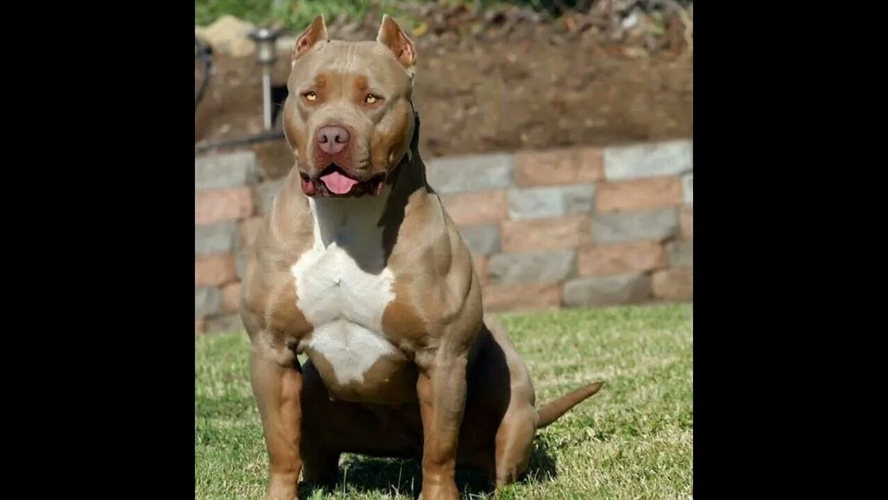Muscular Pit Bull Dog
