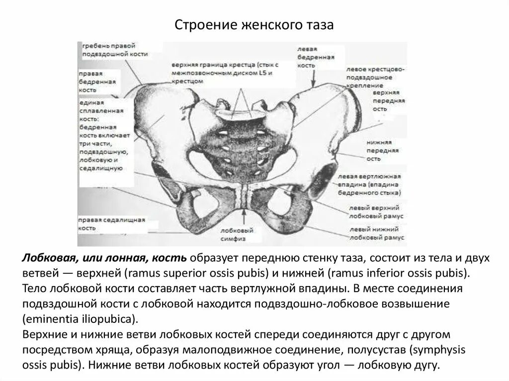 Правая лонная кость. Строение малого таза мужчины спереди. Органы женского таза спереди. Малый таз строение с органами. Анатомия женских органов малого таза гинекология схема.